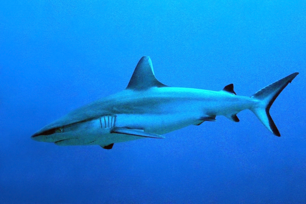 Gray Reef Shark