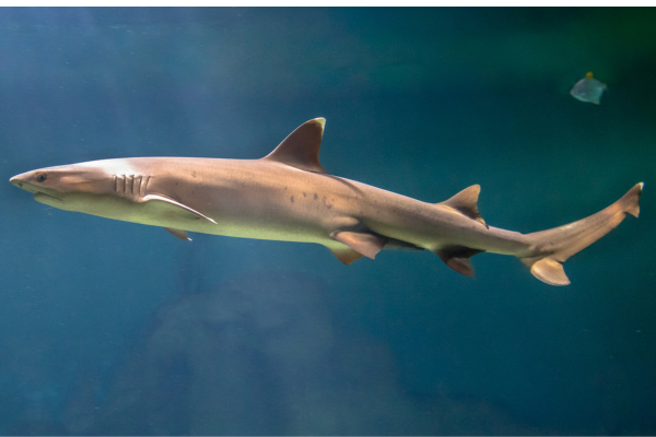 White Tip Reef Shark