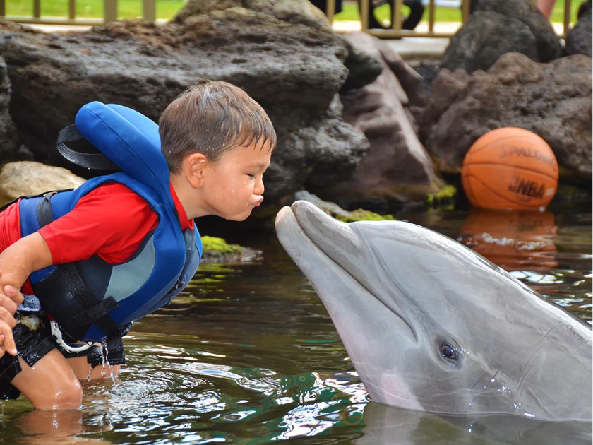 Dolphin playing with a kid