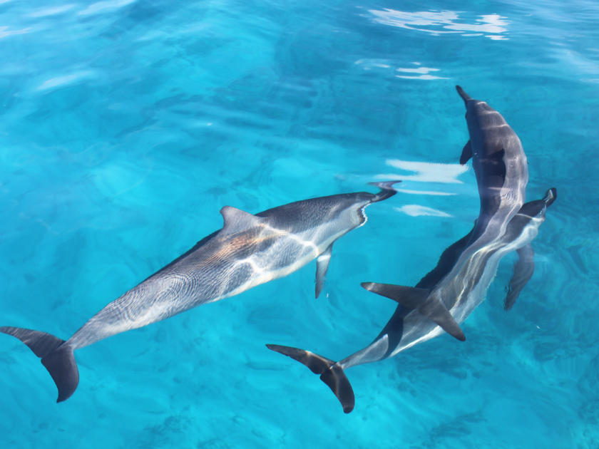 Dolphins swimming in Hawaiian waters