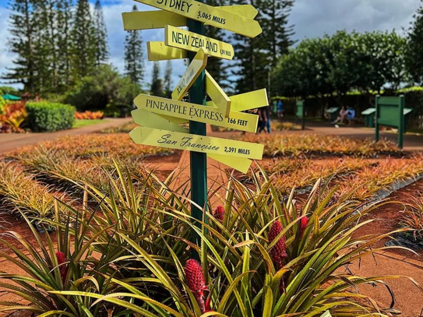 Dole plantation