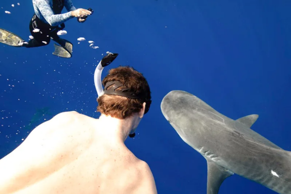 Snorkeling with sharks