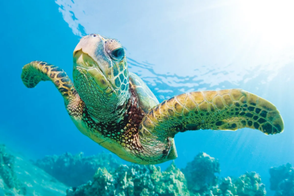 Hawaiian Sea Turtle