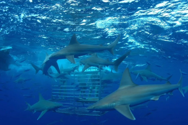 Sharks underwater