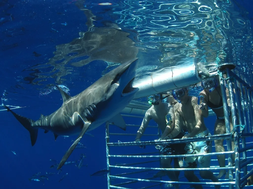 Hawaii Shark Encounters