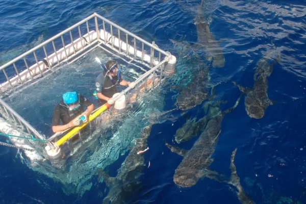 Hawaii Shark Encounters