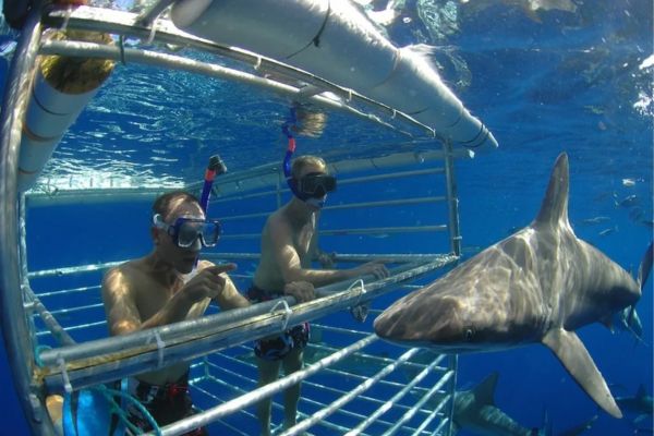 Hawaii Shark Encounters