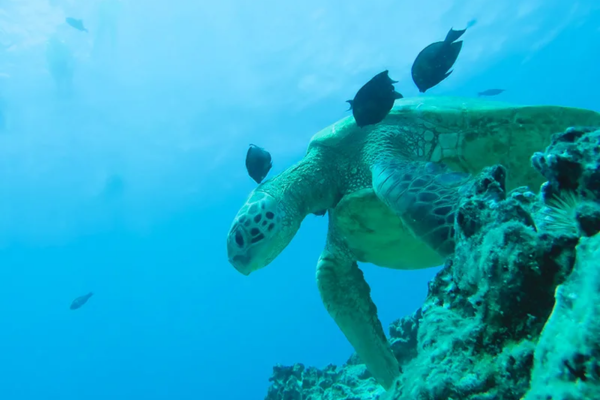 Hawaiian Green Sea Turtles