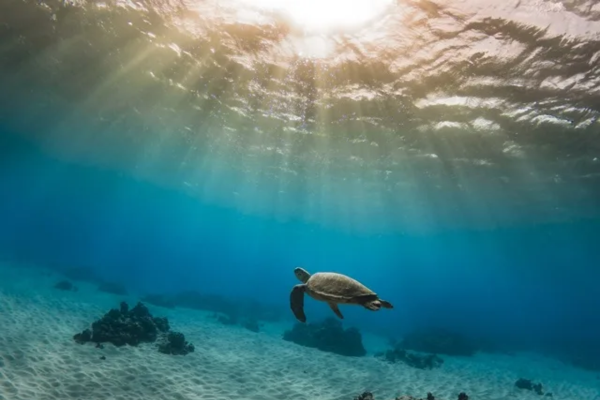 Hawaiian Sea Turtles