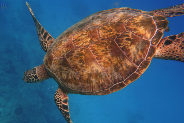 Hawaii Sea Turtle