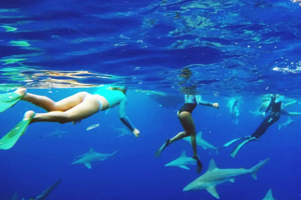 Swim cage-free with sharks