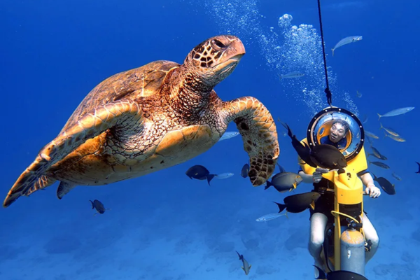 You can see the green sea turtle very close!