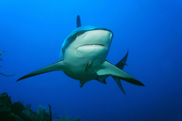 Reef Shark