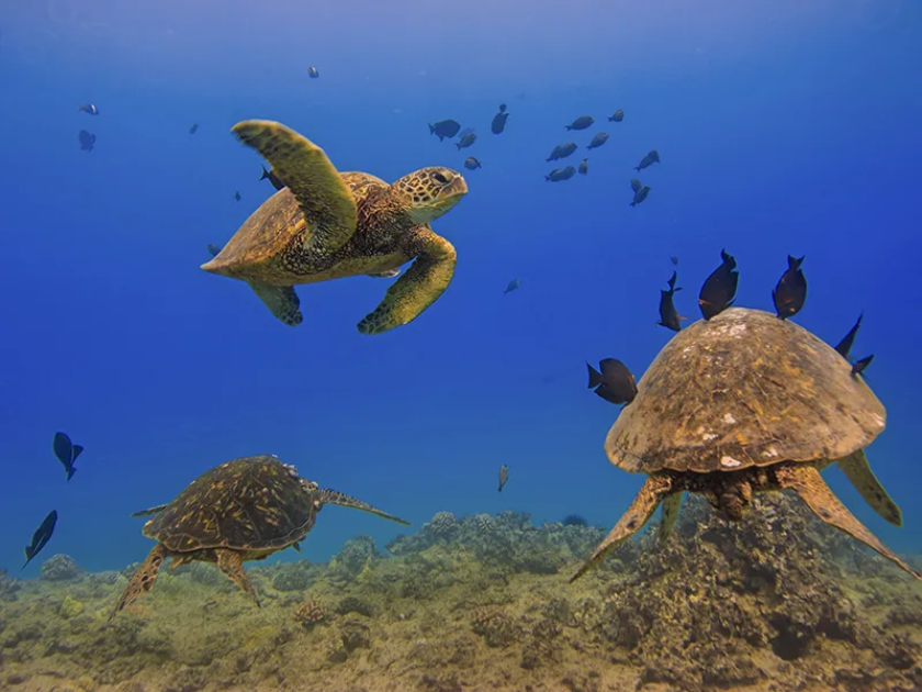 Snorkeling at Turtle Canyon