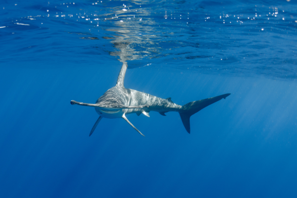 Smooth hammerhead shark