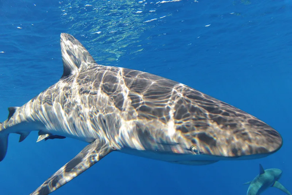 North Shore Shark Adventure