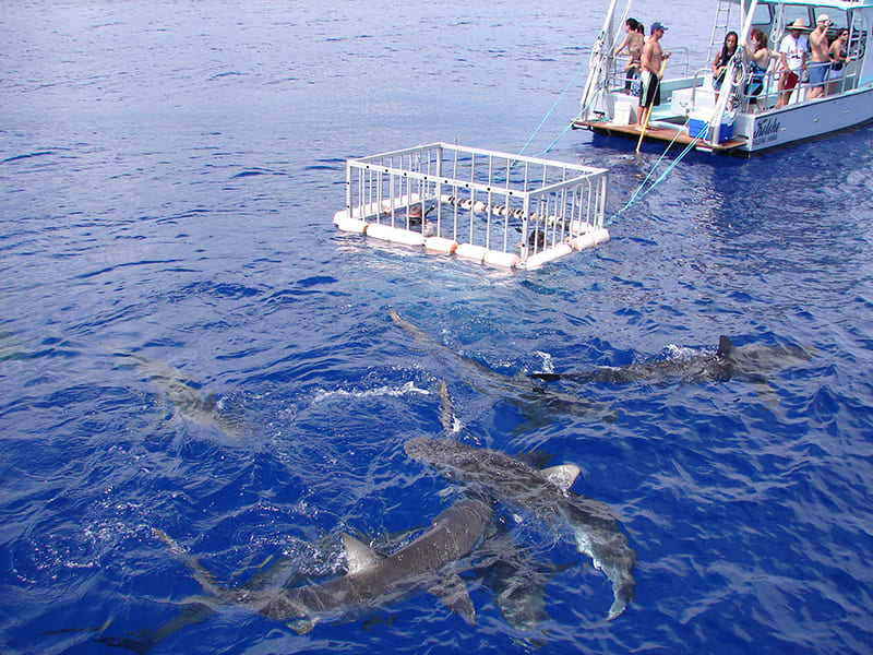 North Shore Shark Adventures