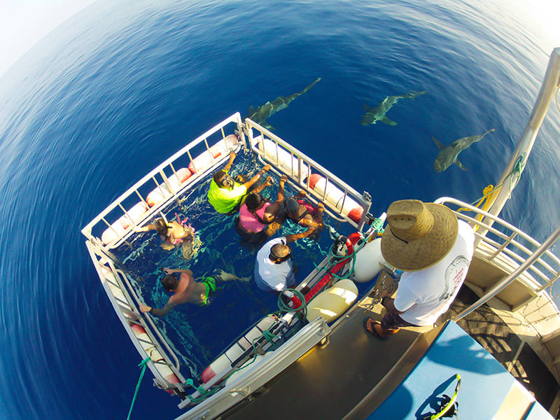 Shark cage diving