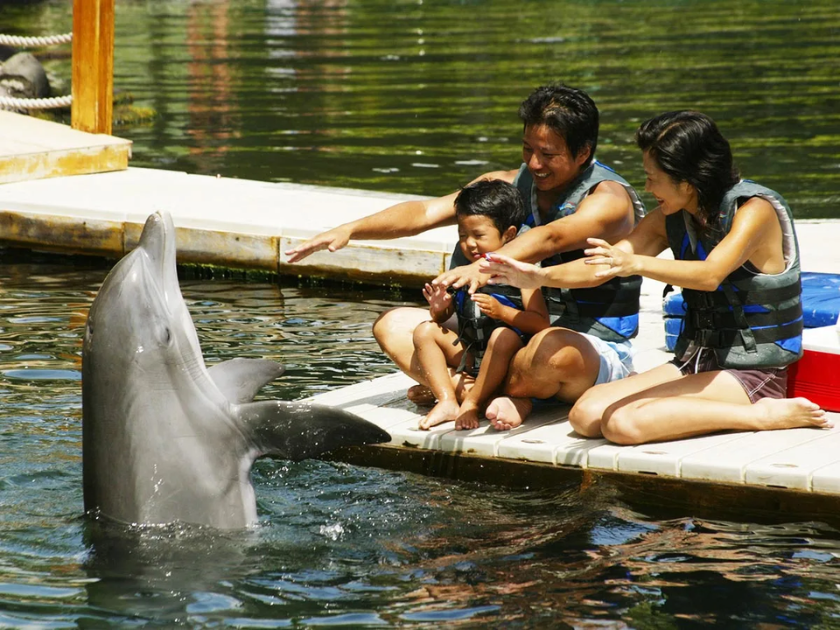 Dolphin Quest Oahu - Family-Friendly Dolphin Swim Experiences at Kahala Hotel