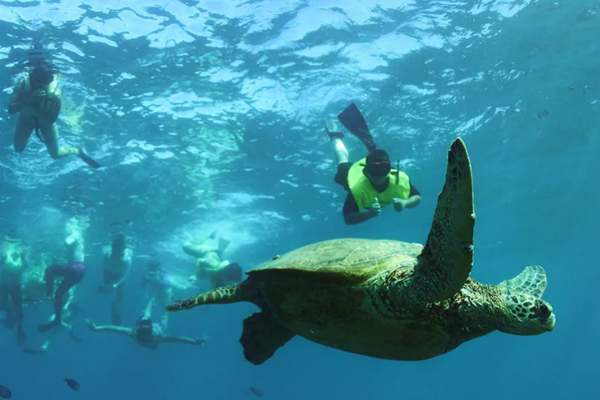 Swim with Turtles - Premium Waikiki Snorkeling Tour with Lunch & Hula Dancing