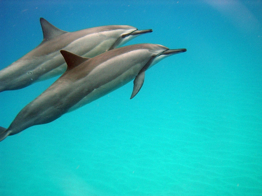 Dolphin species are diverse in Hawaii.