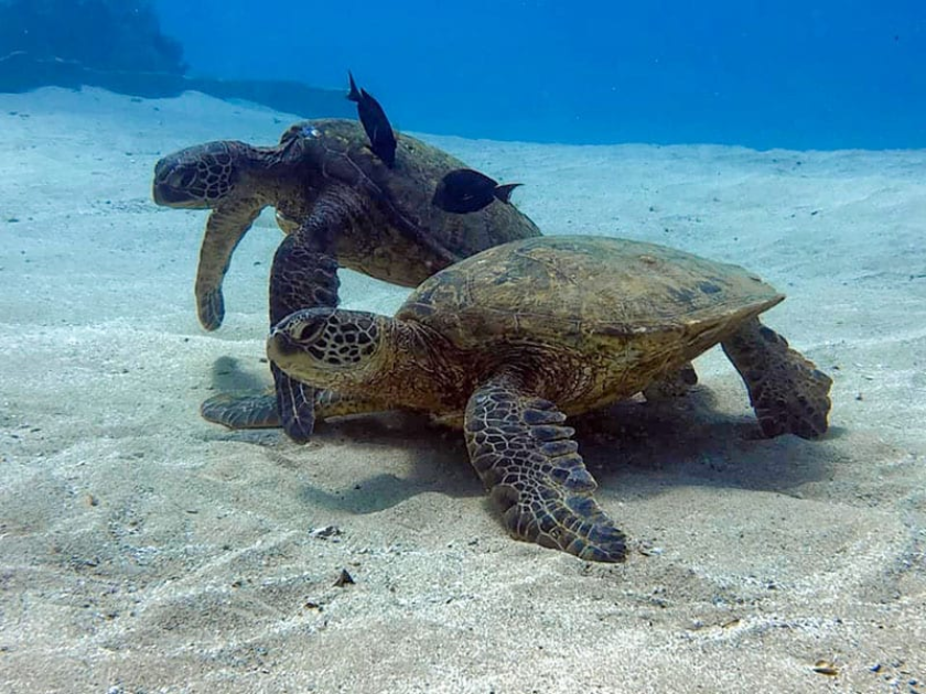 Hawaiian Green Sea Turtles