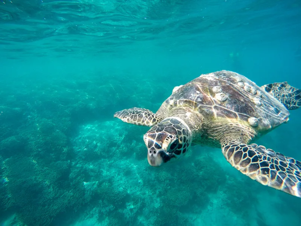 Hawaiian Green Sea Turtle