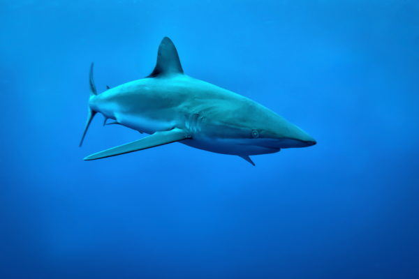 Galapagos Shark