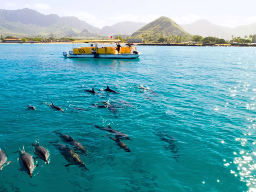 Certain spots in Hawaii are hotbeds of dolphin activity.