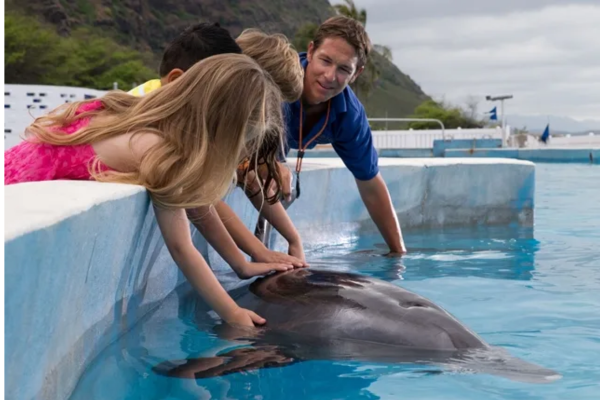 Pet & play with dolphins as they come greet you