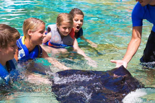Reach into the pool to pet a live ray