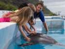 Play with dolphins at Sea Life Park