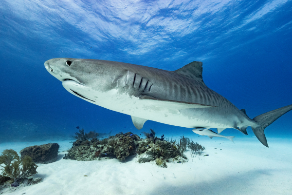 TIger Shark