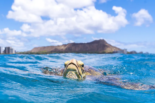 Hawaiian Sea Turtle