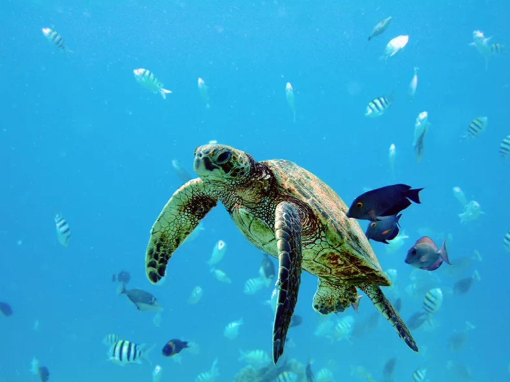 Hawaiian Green Sea Turtle