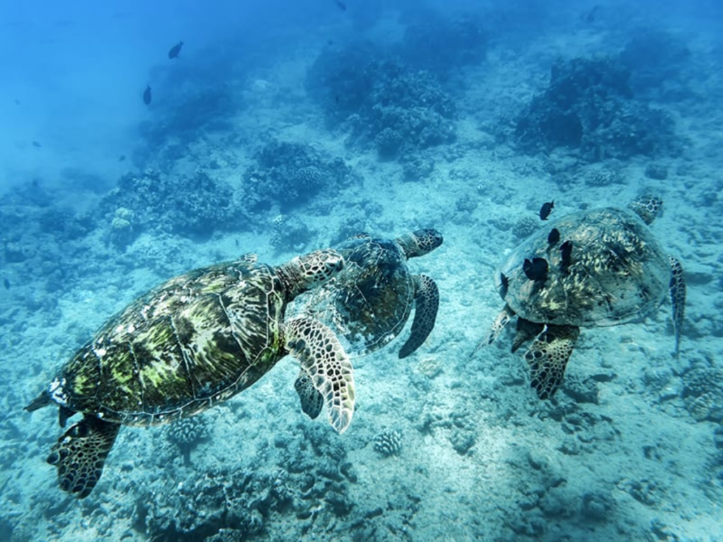 Hawaiian Green Sea Turtles