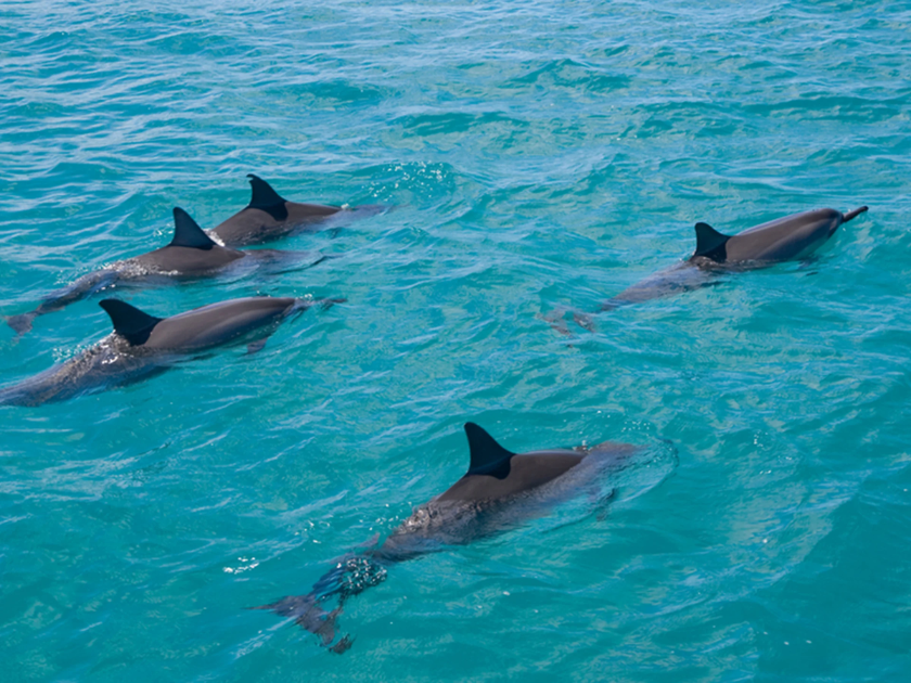 Dolphins in hawaiian waters