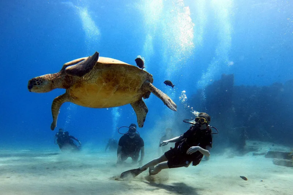 scuba diving with the turtles