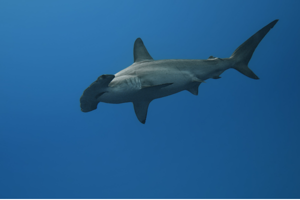 Scalloped Hammerhead Shark