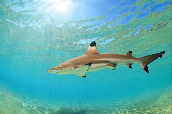 Black Tip Shark