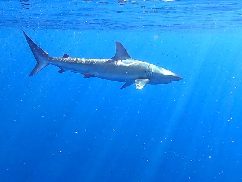 Shark sighting during shark cage adventure