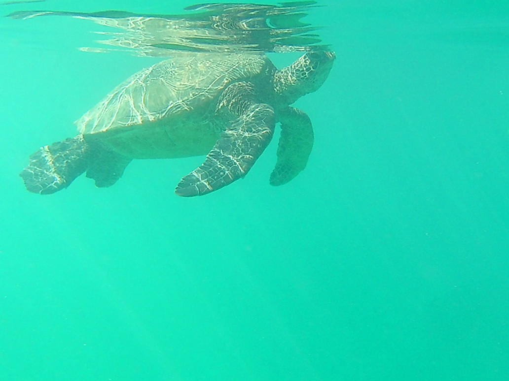 Green Sea Turtle Sighting