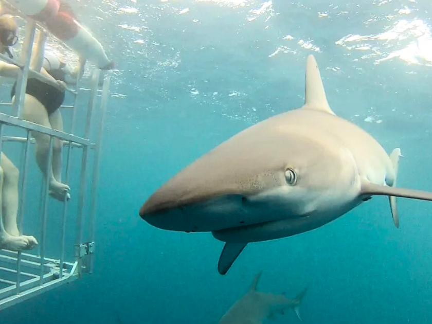 Shark sighting during North Shore shark cage diving