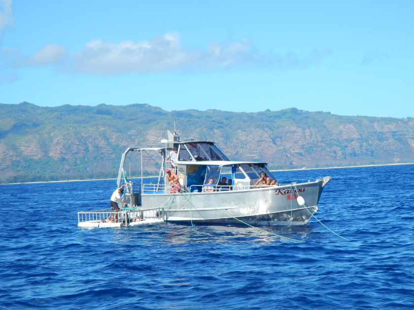 boat cruise on shark cage diving