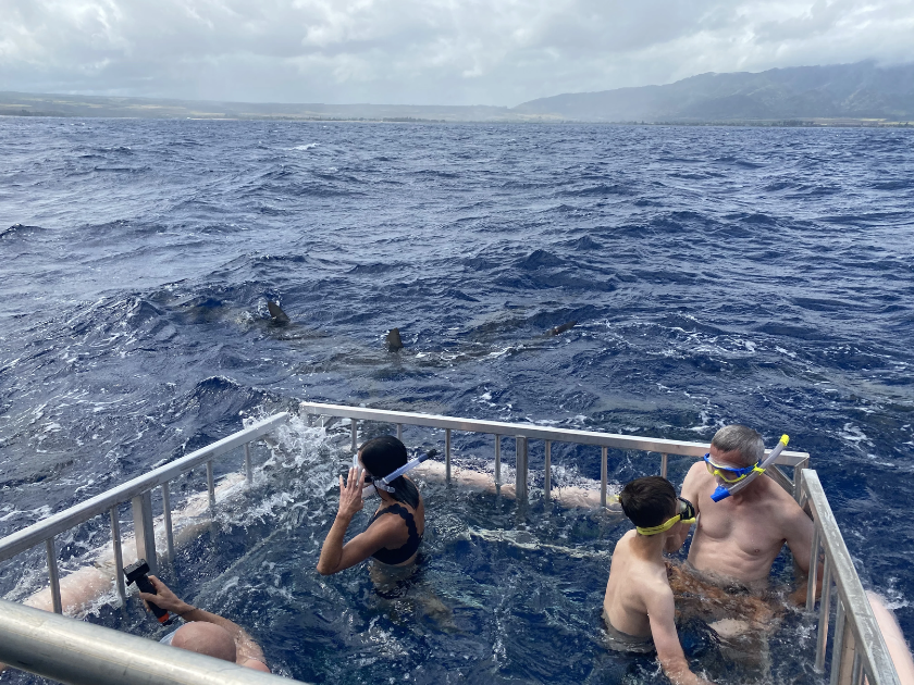 Haleiwa Shark Tours