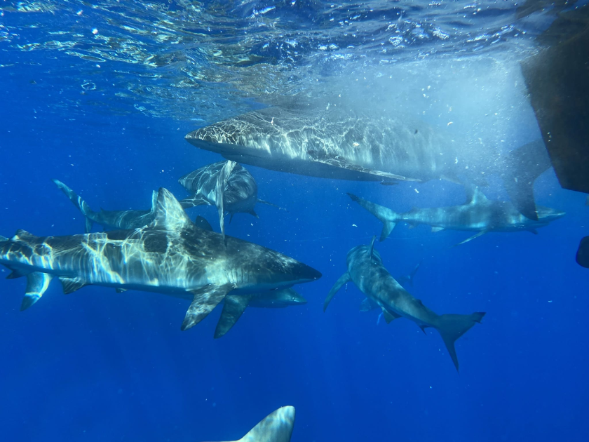 Sharks underwater