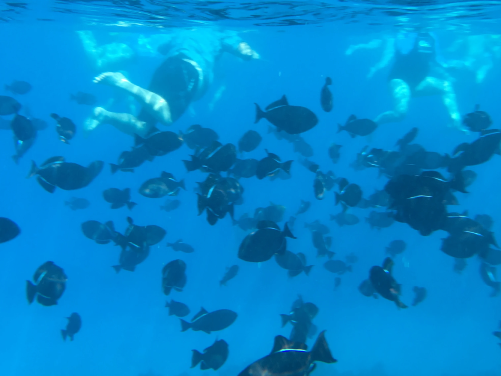 schools of fish, snorkeling experience