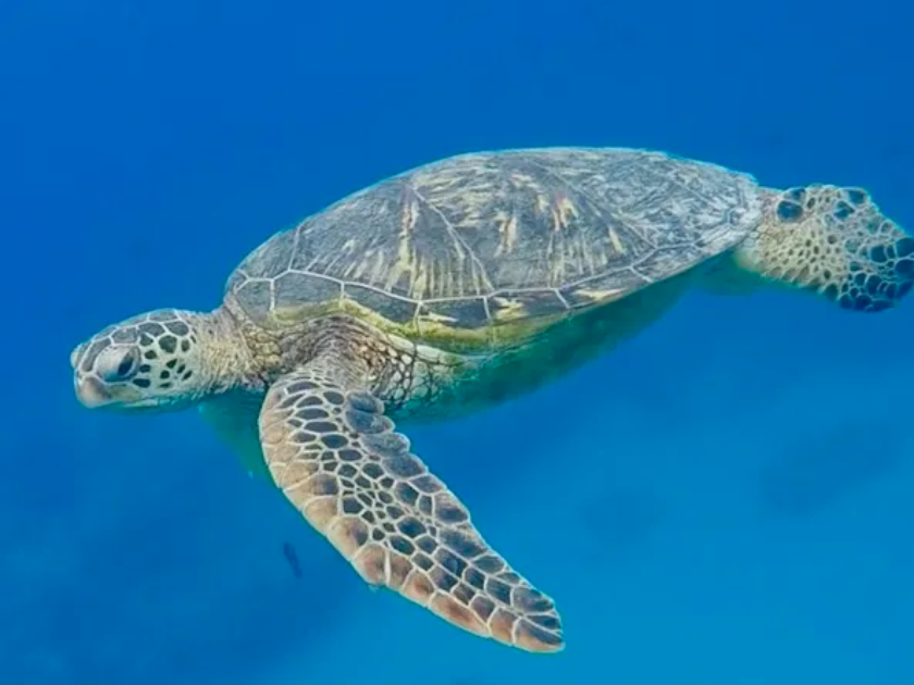 Turtle sighting