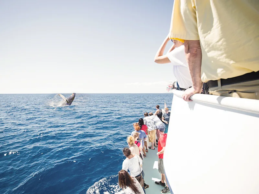 Whale watching at Waikiki