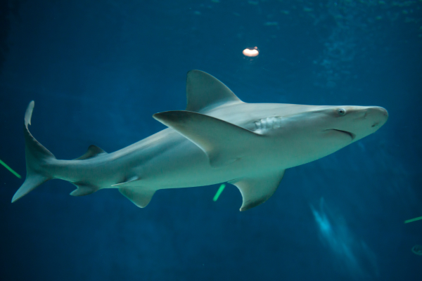 Sandbar Shark